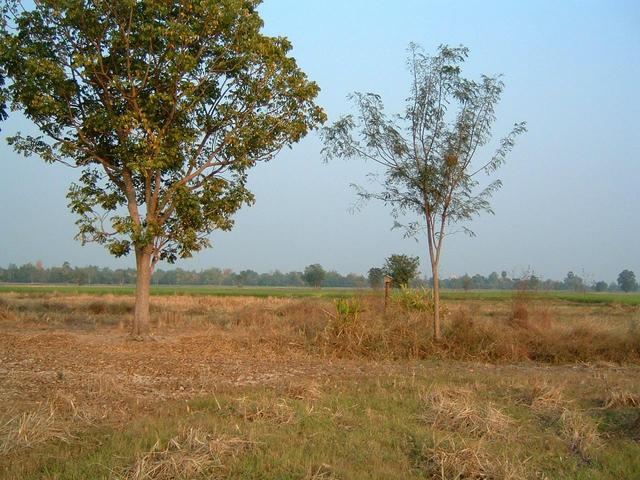 Looking East from confluence