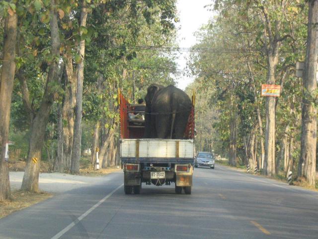 Unusual traffic encountered on road