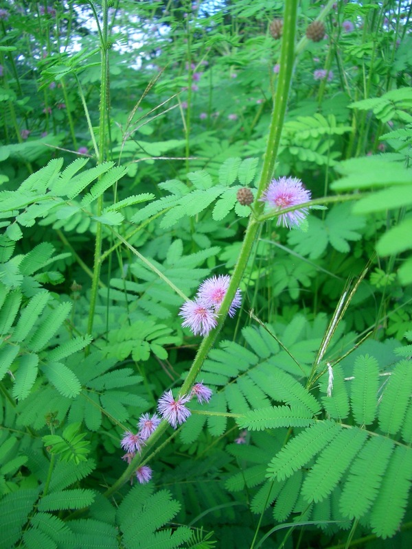 Even nasty, thorny plants can have nice flowers