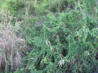 #3: Looking South from the railway, 30m from the confluence