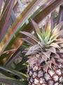 #4: Pineapple in guides yard (photo by C.M.)
