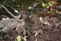 #6: Snake