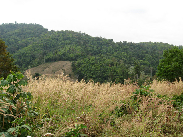 West from the confluence (taken 20m west of cp)