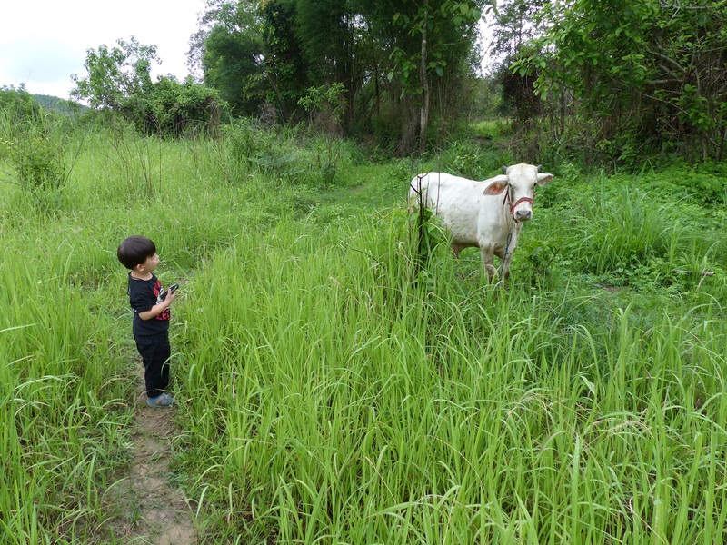 Cow beside the path.