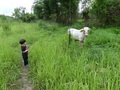 #4: Cow beside the path.