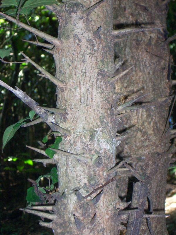 If you lose your balance in the forest, don't grab this tree!