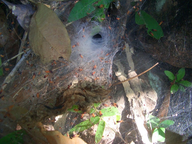 A spider's web