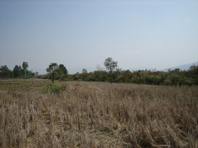 View east