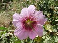 #8: Malva flower