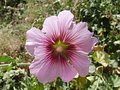 #8: Malva flower