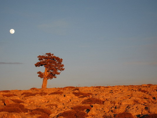 Lonely tree and moon