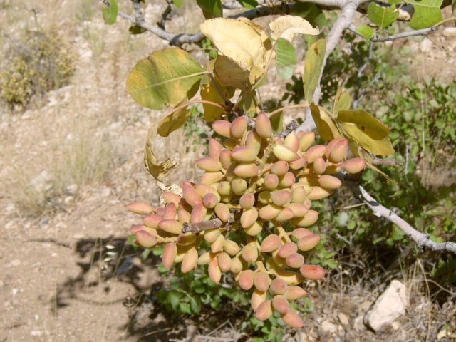 Pistachios on the confluence hill