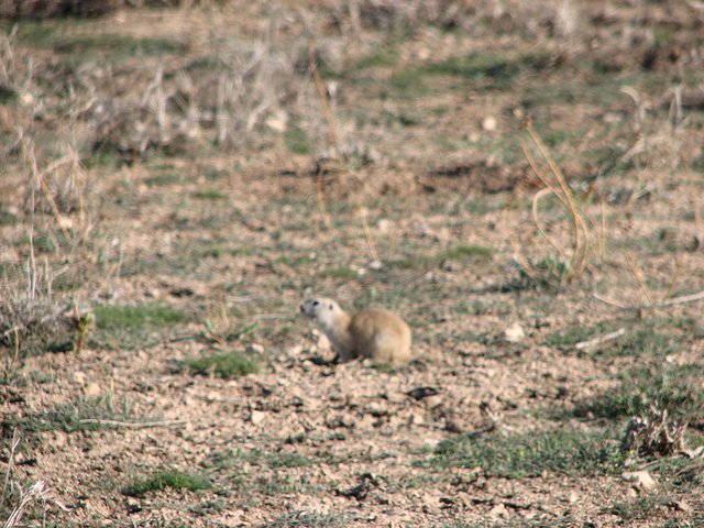 Since I passed Divanlar, the whole terrain was teeming with gophers who ran away and hid in their lairs from my approaching car