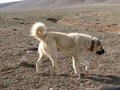 #11: One of the non-aggressive shepherd dogs, whose curiosity was stirred by my presence at the Confluence.