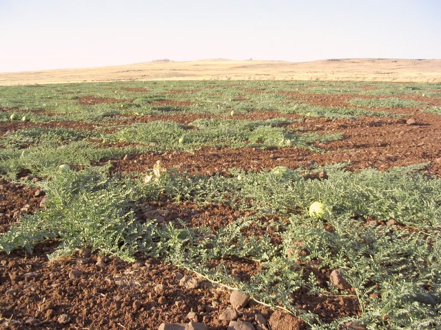 Melon field nearby - possible only through irrigation