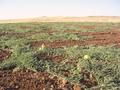 #8: Melon field nearby - possible only through irrigation
