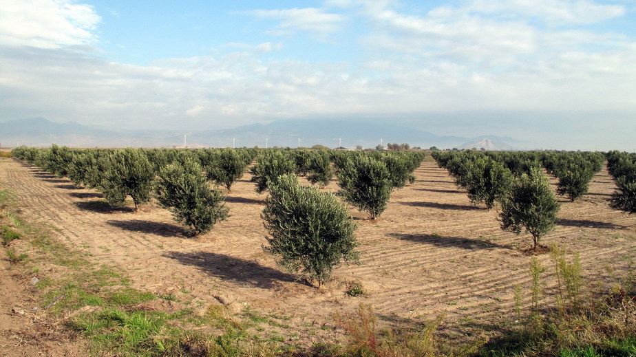 Olive orchard