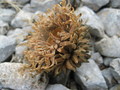 #8: An oak cone