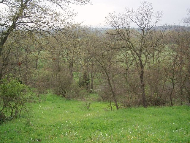 View towards the SW down the CP through the trees