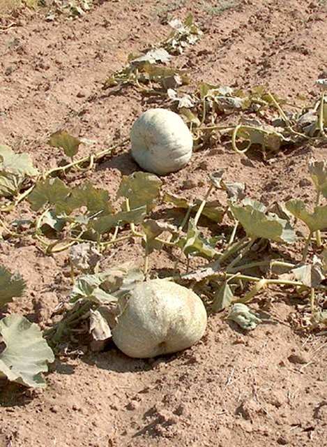 Confluence of pumpkins