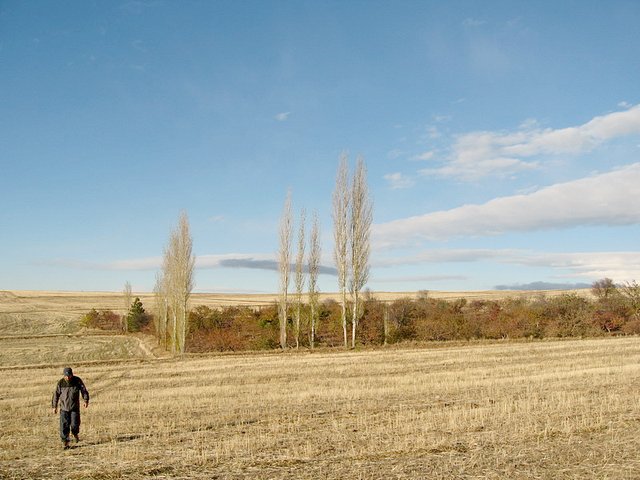 Apple garden near 40N 34E