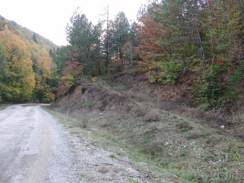 Weg in den Wald (rechts) - Path into forest (right)