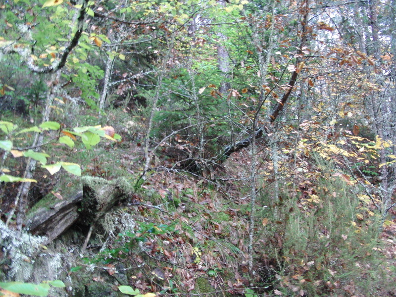 Blick nach Osten - View east