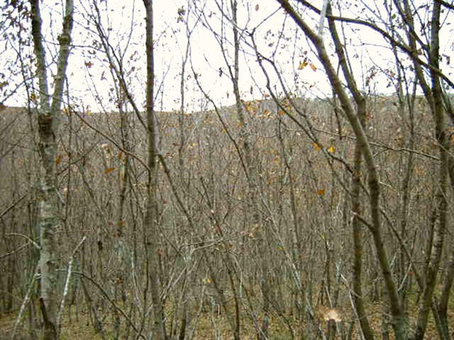 East