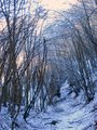 #10: The spooky beauty of the woods / Ormanin korkutucu guzelligi