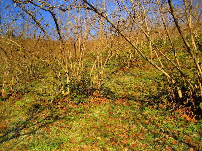 Hazelnut trees / Findik agaclari