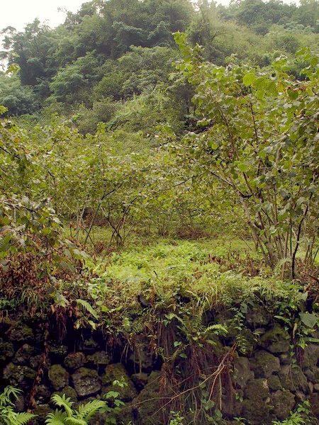 A glance from the hazelnut field to the spot where we received the data.