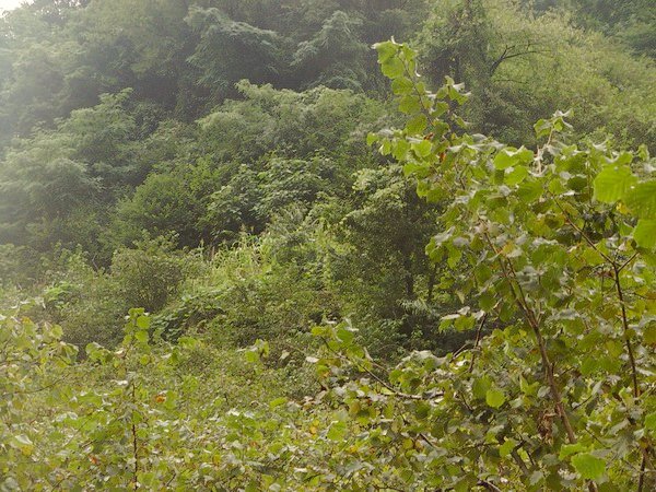 Another glance from the hazelnut field to the spot where we received the data.