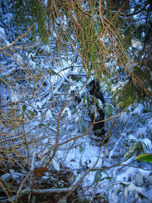 We literally walk on the branches, not the ground! / Yerde degil dallarin uzerinde yuruyoruz!