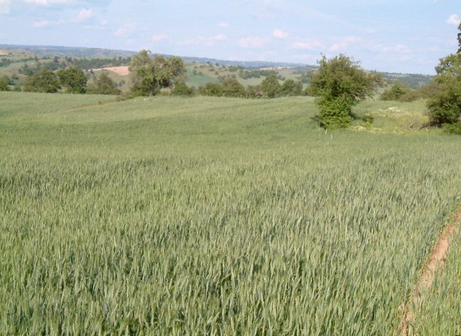 Close-up of the confluence point