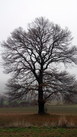 #7: Beautiful oak tree close to 42N 27E