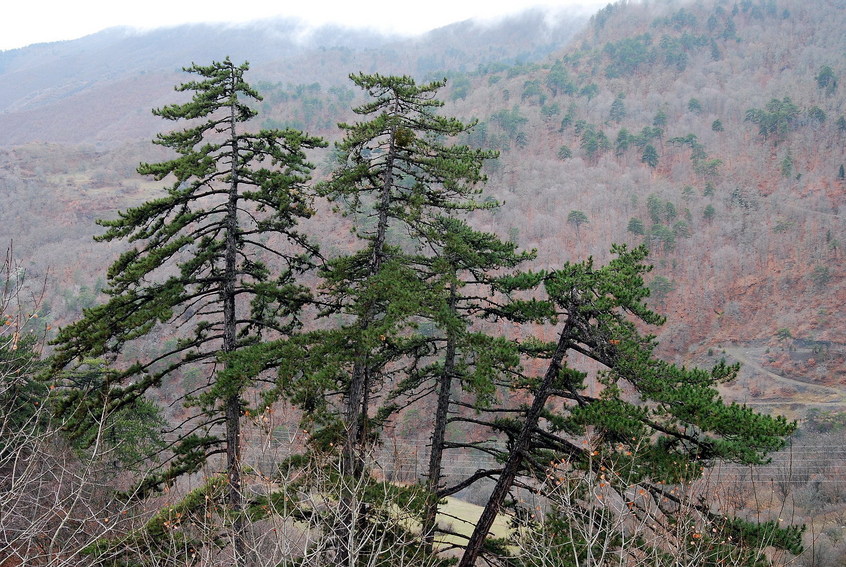 Black Pine