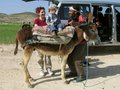 #8: Donkey ride