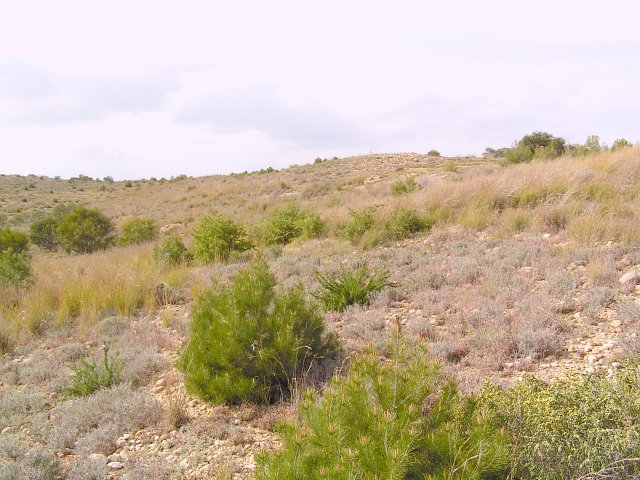 View towards the N of the Confluence