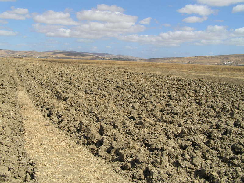 View of the confluence site, looking north-northwest. The Confluence is in the center of the photograph in the untilled field just beyond the tilled area in the foreground.