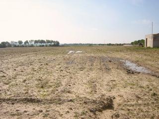 #1: Looking west: The point was in the middle of this tomato field