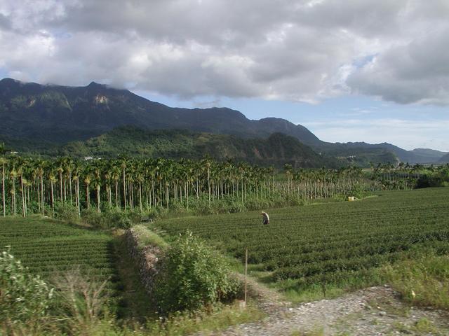 Luye valley - tea plantation