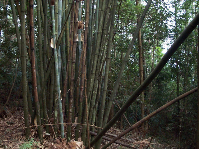 Confluence west view of bamboo tree