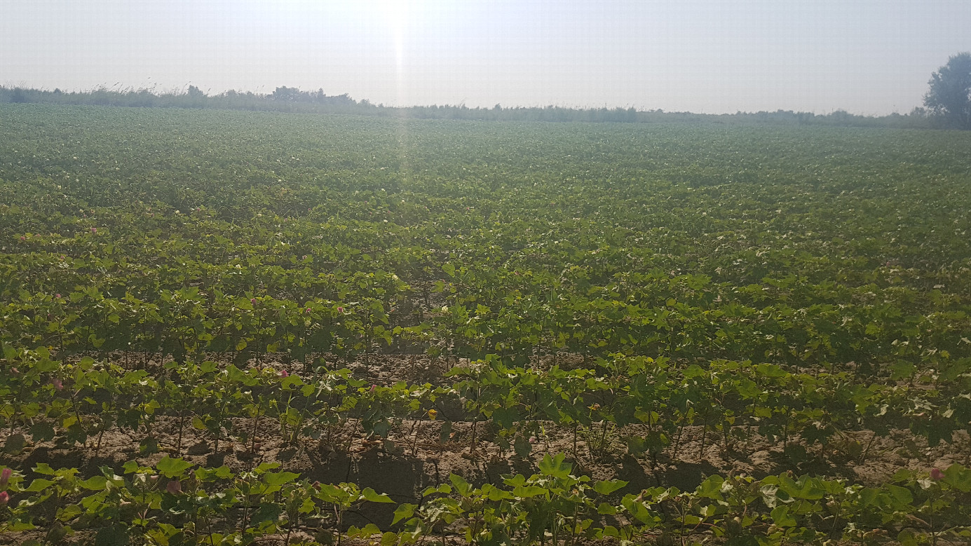 Cotton field to the East