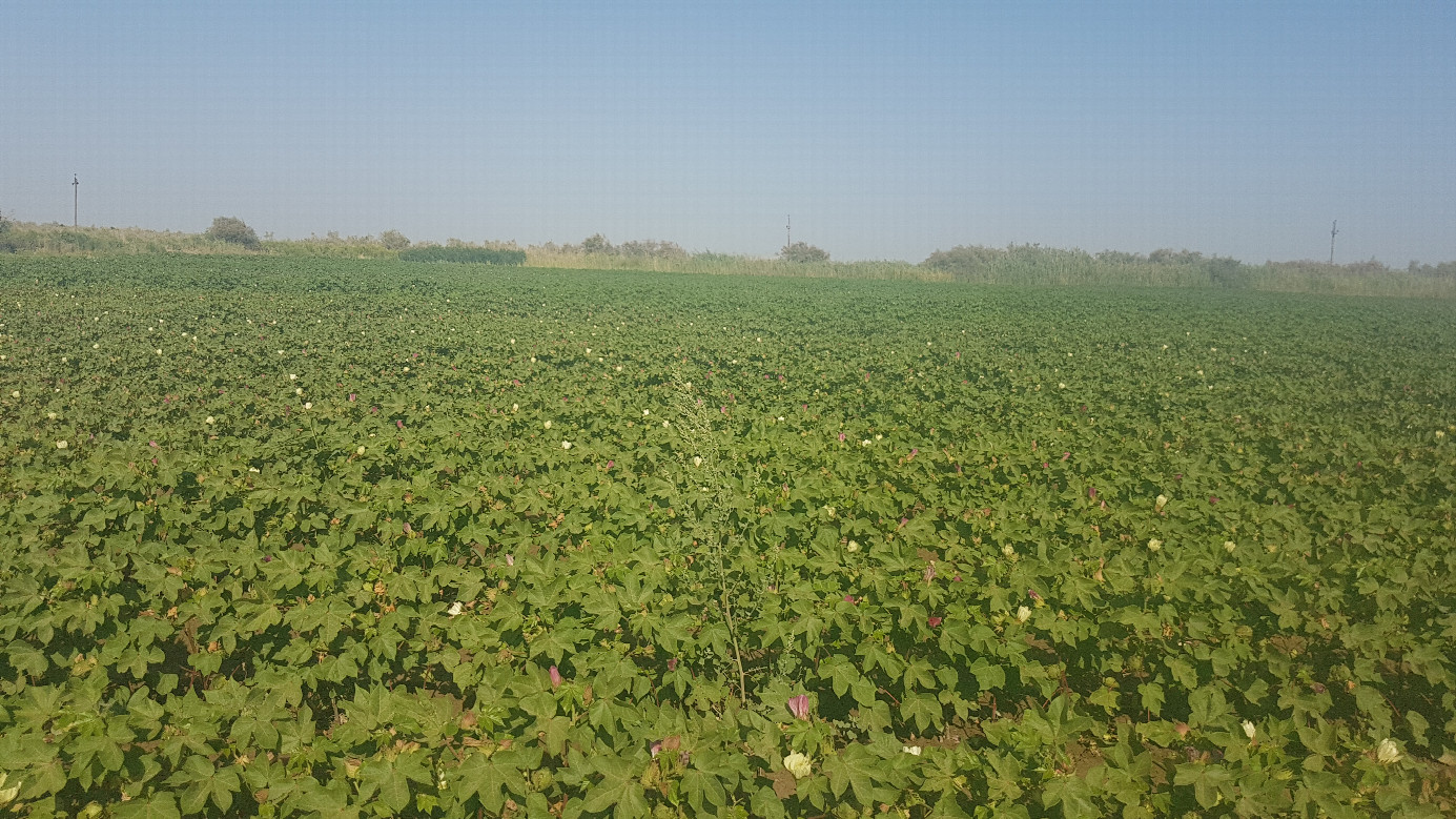 Cotton field to the West