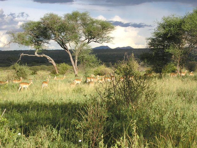 Thomson's gazelles seen on the way back to the lodge