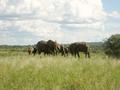 #8: Elephant herd