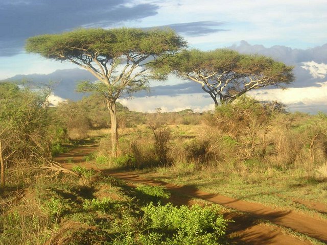 Mkomazi evening acacias