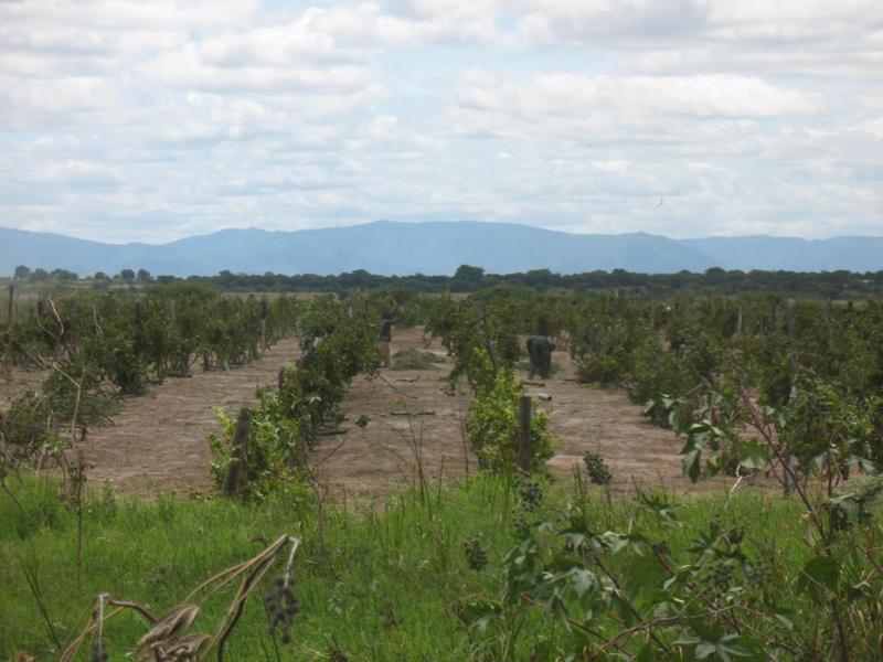 Vineyards