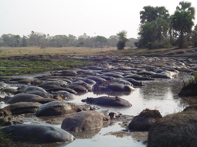 Hippo pool close to the Ranger Post at Ikuu