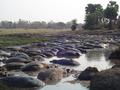 #10: Hippo pool close to the Ranger Post at Ikuu